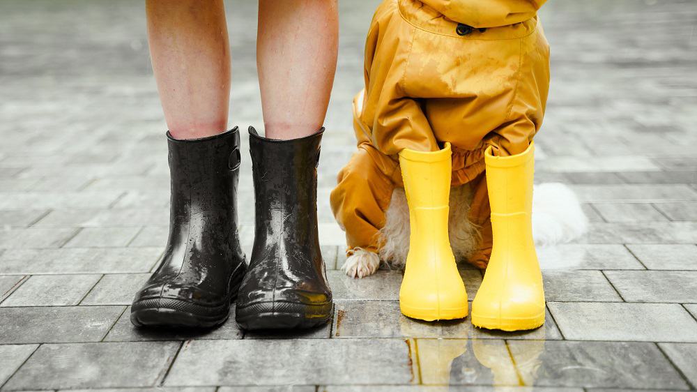 de benen van een meisje in zwarte regenlaarzen en daarnaast een hond in een gele regenjas met gele regenlaarzen