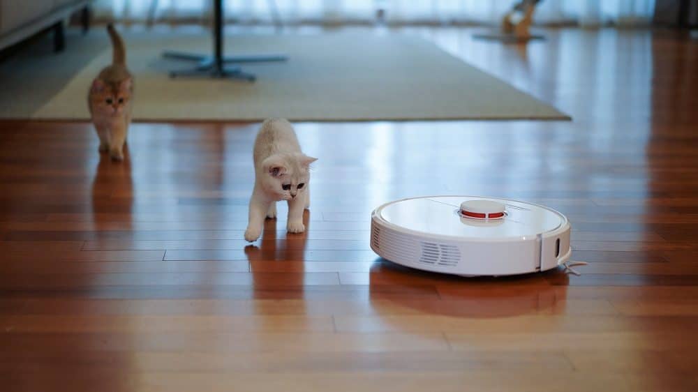 Katten lopen achter witte robotstofzuiger aan
