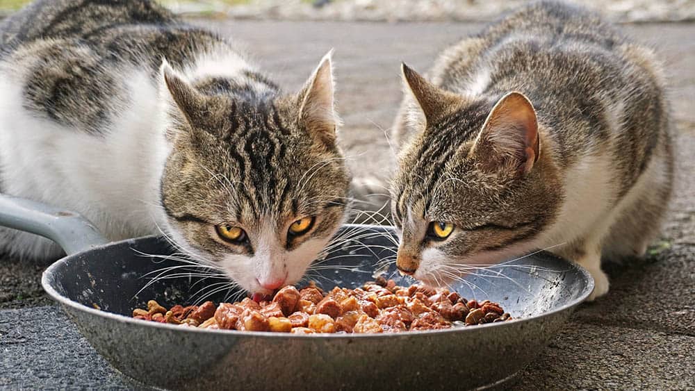 Twee katten eten uit een bak met kattenvoer.