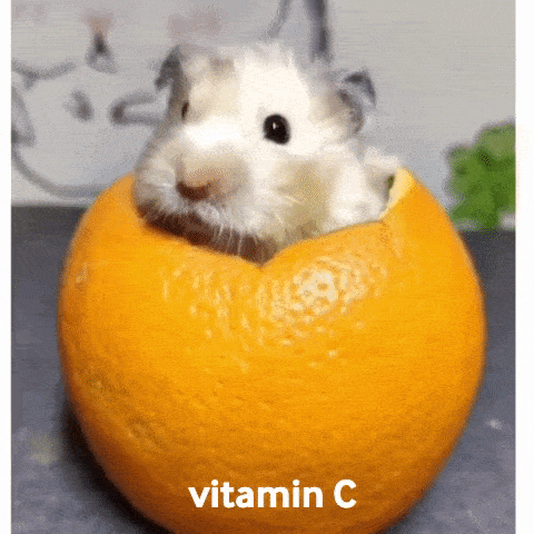 Mouse sits inside an orange