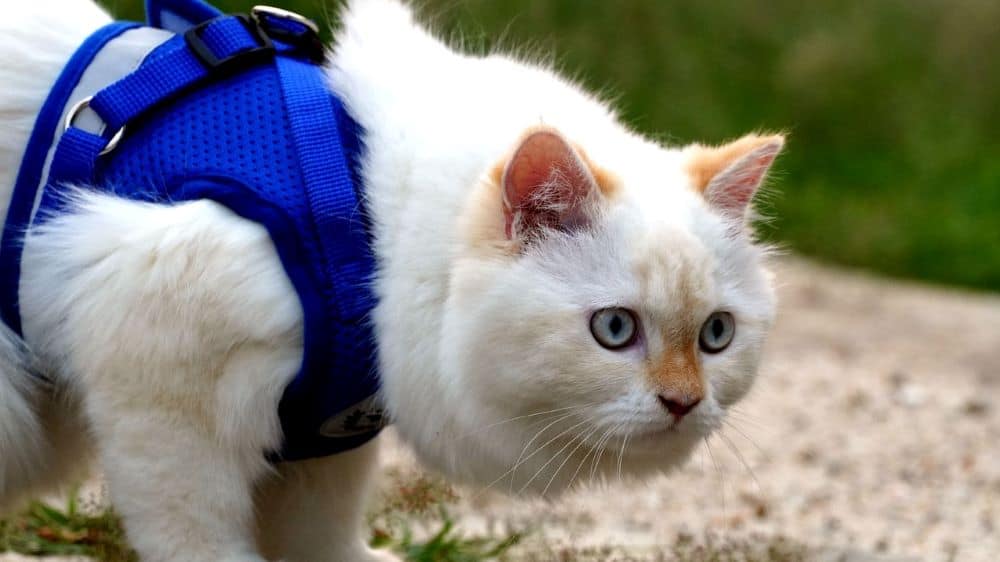 Witte kat in een blauw harnas