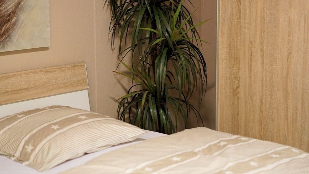 plant in slaapkamer