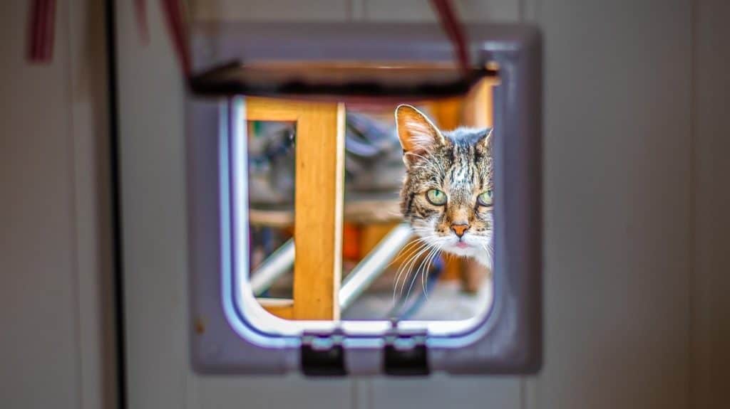 kat staat buiten door het kattenluik te kijken