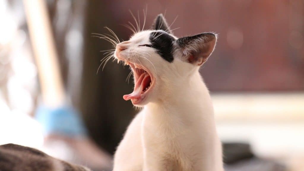 gapende wit met zwarte kat