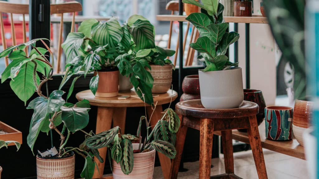 de beste luchtzuiverende planten in huis