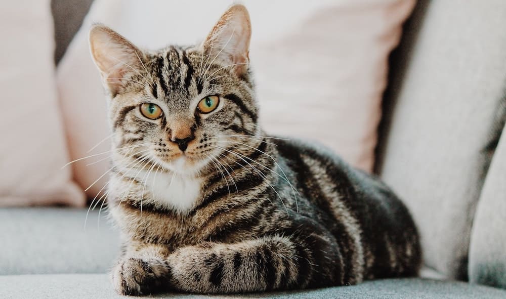 kat met strepen zittend op bank