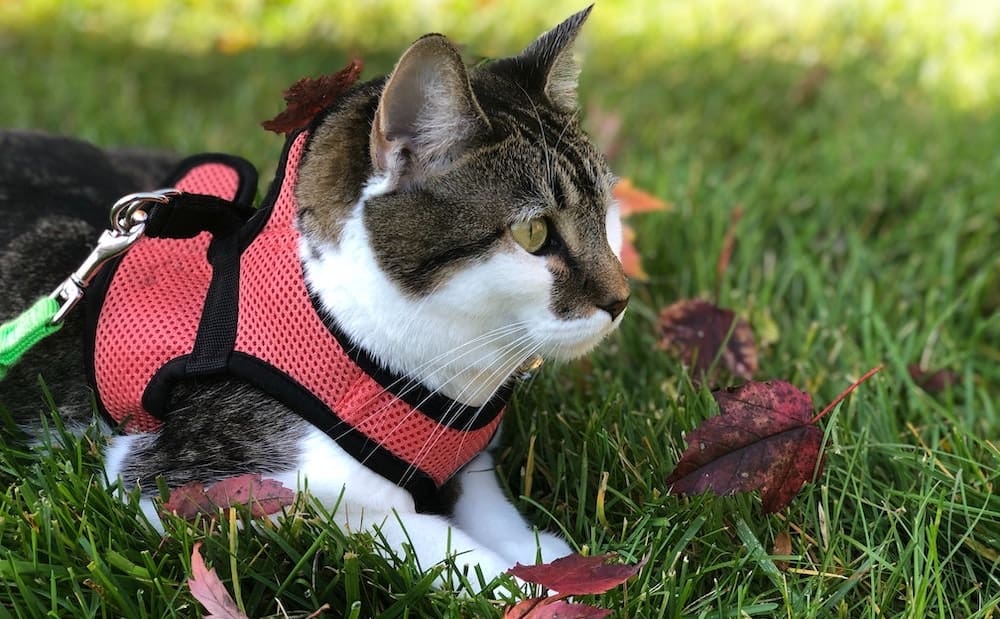 kat met tuigje in het gras