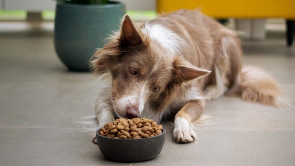 Grootte bruin met witte hond in een woonkamer die voor een vol bakje met brokjes zit