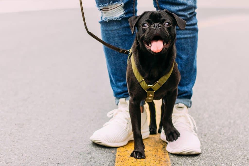 zwarte hond met beste tuigje
