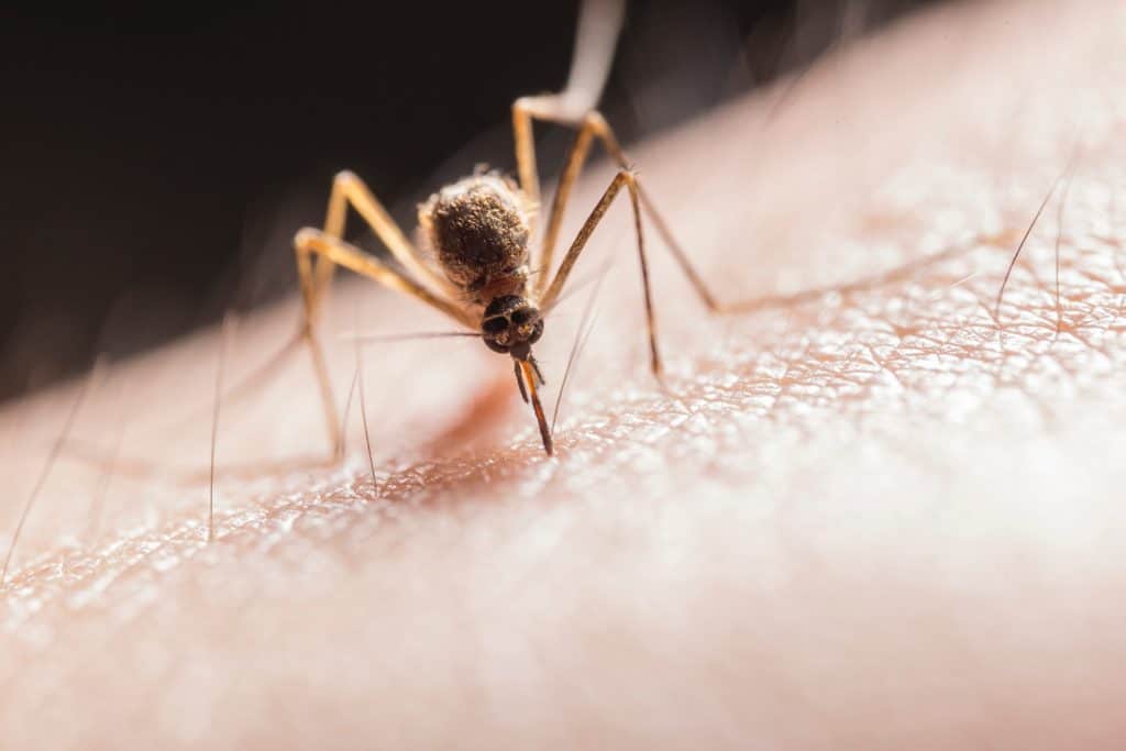 bijtende mug voorkomen met de beste muggenlamp
