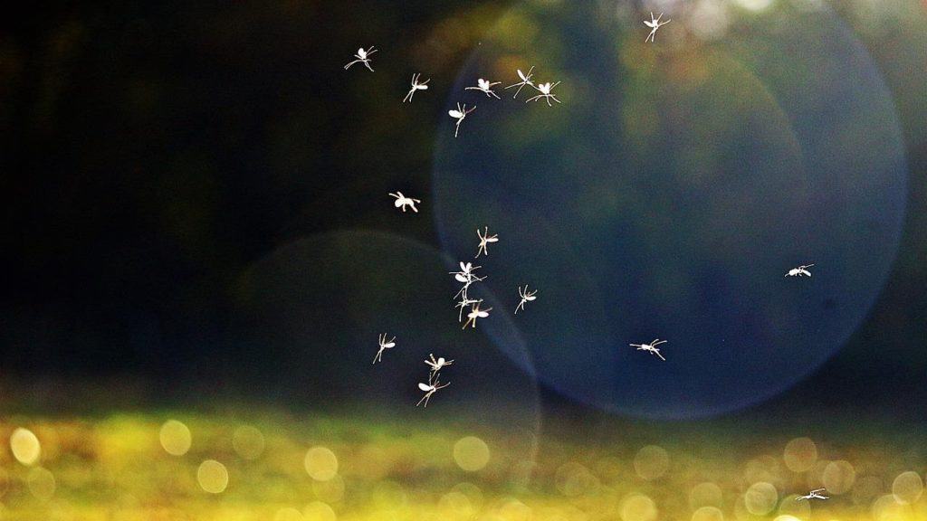 zwerm muggen buiten in het zonlicht