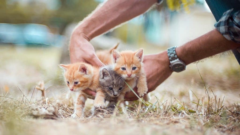 persoon houdt drie kittens vast die buiten op het gras staan