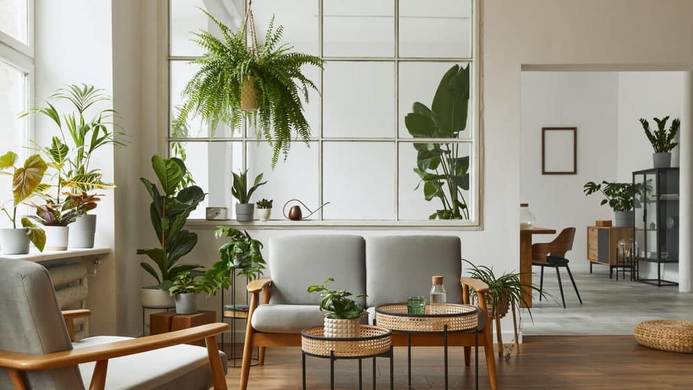 luchtzuiverende planten in woonkamer