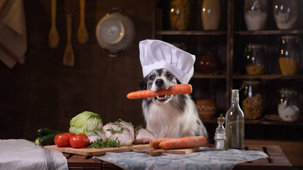 beste hondenvoer voor hond. hond kookt in de keuken en heeft wortel in zijn bek met koksmuts op