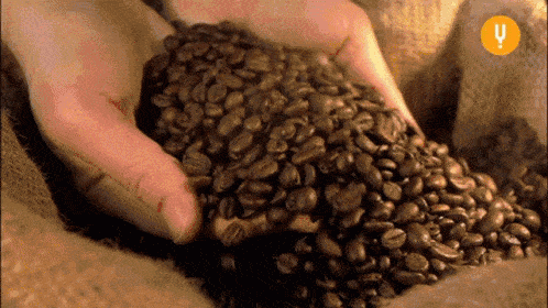 GIF van iemand die koffiebonen uit handen laat glijden